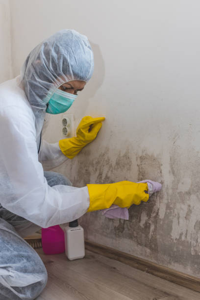 Best Emergency Mold Remediation  in Covington, KY