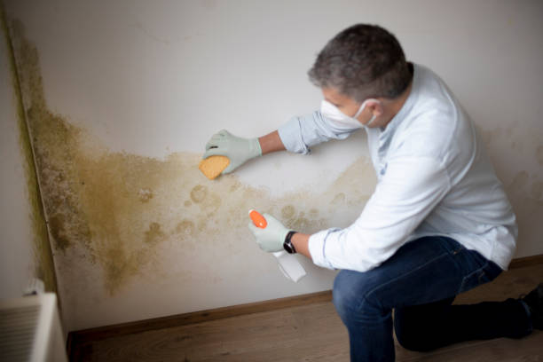 Best Dehumidification Services  in Covington, KY