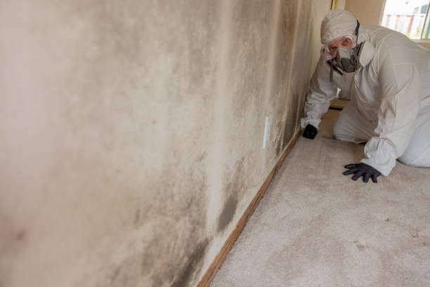 Best Basement Mold Removal  in Covington, KY